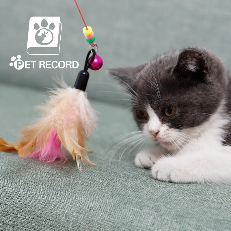 Cat Pet Teaser Play Bell Feather Stick Interactive Funny Cat Stick Toy.cat wheel.nextgard.vet core soap.dog shampoo.cat outfit