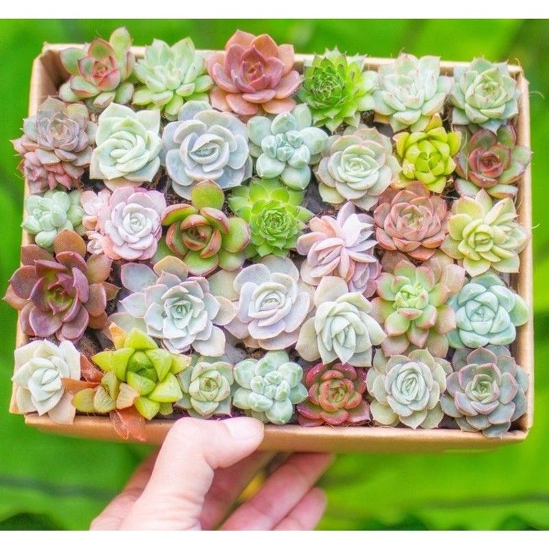 20 cây sen đá mix đủ loại - Đã thuần khí nóng - Hư 1 đổi 1 mini