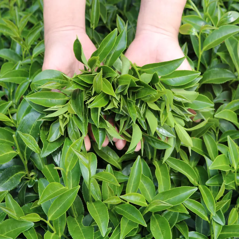 Trà Lài Cầu Đất Dalat Farm (Trà Hoa Nhài) Loại Đặc Biệt - Túi 110 g 2
