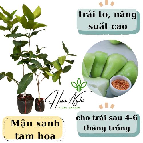 Cây giống Mận tam hoa, mận xanh, roi xanh