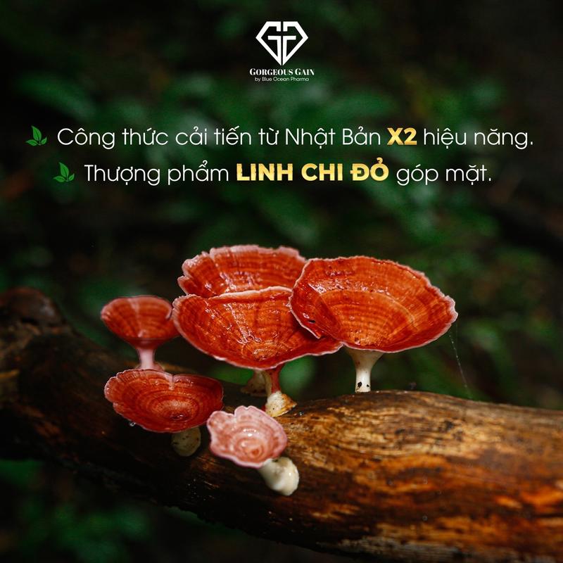 VIÊN ĂN NGON GG 2X. Bản nâng cấp. Hoàng Chính 2