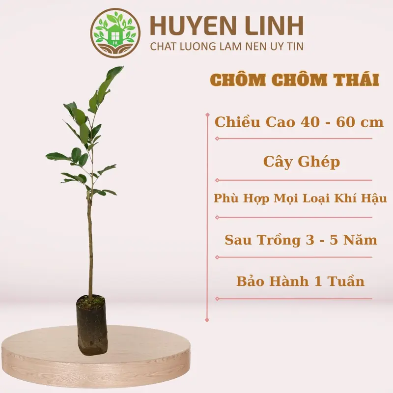 Cây Chôm Chôm Thái, Cây Ghép, Huyền Linh Garden 1