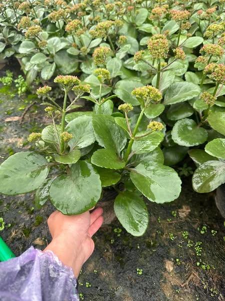 Cây Sống Đời 3 cây 1 chậu cao 20 cm trang trí nhà cửa 4