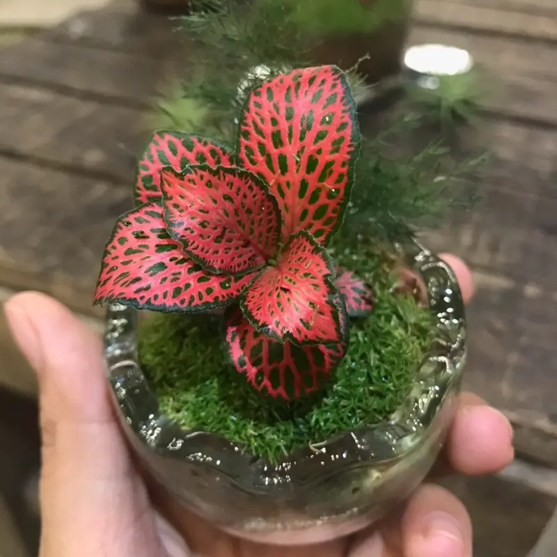 Terrarium Trứng Khủng Long Mini