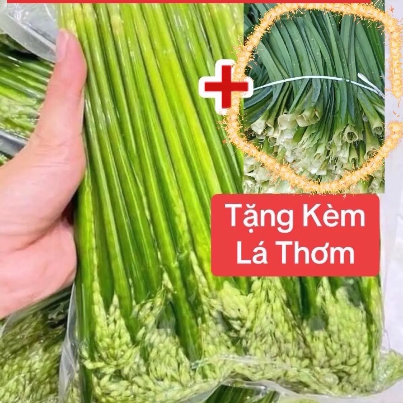 Gói Trà Đòng Đòng kèm Lá Nếp ngâmsinh tốlúa gạo vị thơm nước trà tea nuớc  lúa mạch Chè nước  táo nước  táo
