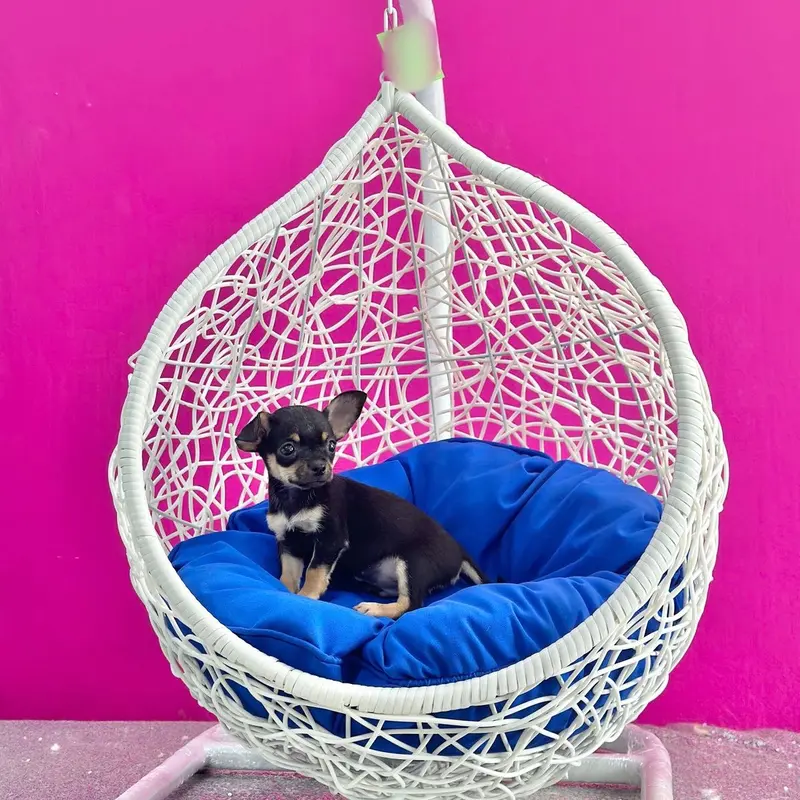 XÍCH ĐU CHÓ MÈO - XÍCH ĐU THÚ CƯNG THƯ GIÃN, TRANG TRÍ DECOR 1