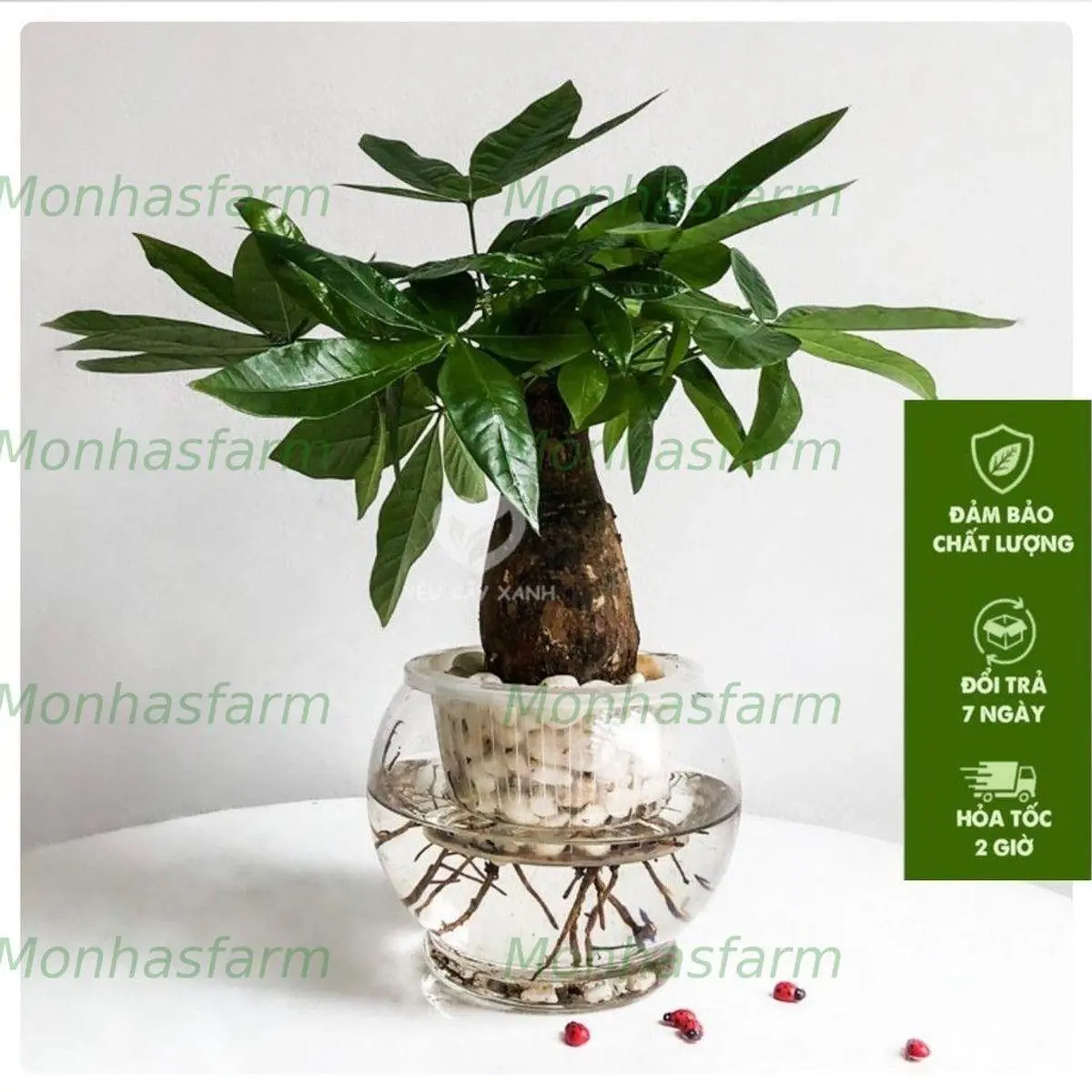 Cây Kim Ngân Thủy Sinh - Chiều Cao 25cm, Trang Trí Bàn Làm Việc