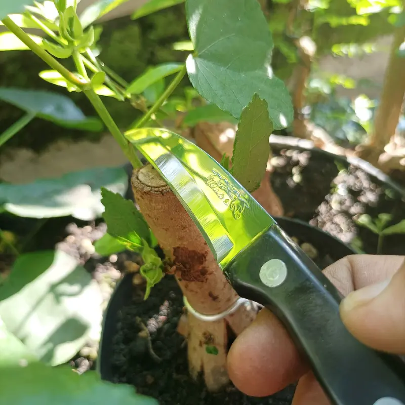 pisau stek tanaman Stainless 3