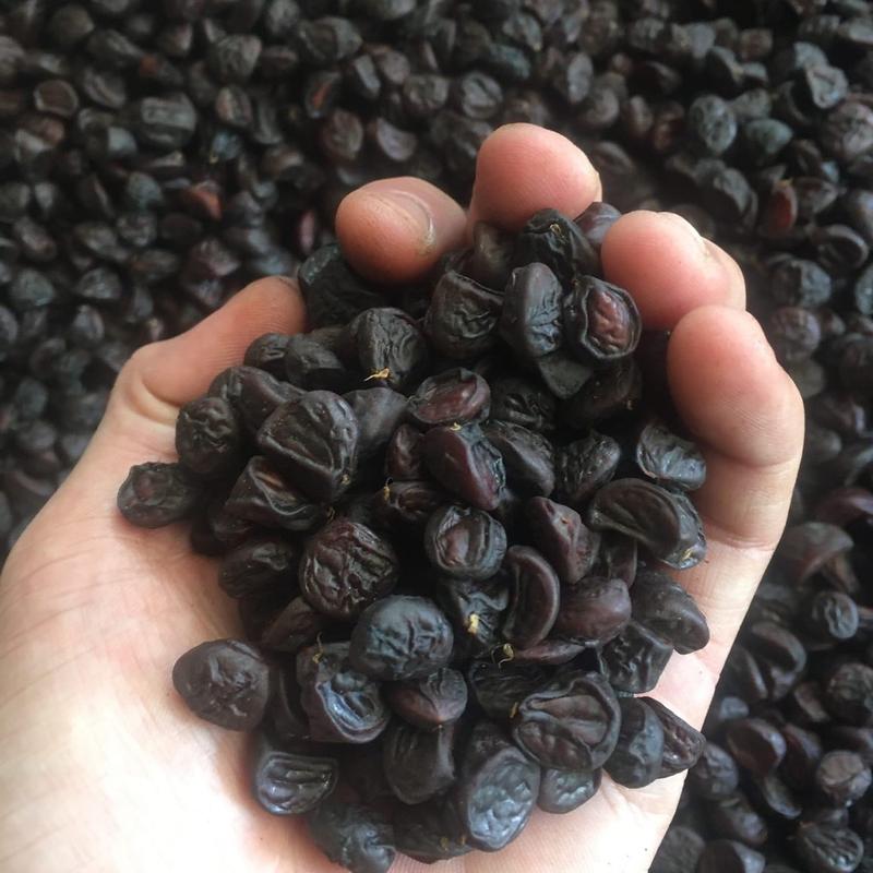 500gr Hạt Dổi Nếp Đặc Sản Tây Bắc Gia Vị Núi Rừng Chuẩn Hàng Đẹp (Gía Sỉ )