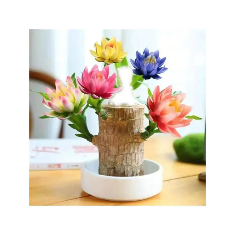 Brazilian Lucky Tree Brings You Good Luck Increases Your Wealth And Is Easy To Grow Indoors 0