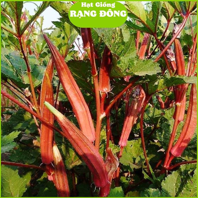 Hạt Giống Đậu Bắp Trái Màu Đỏ (Gói 5gr - Khoảng 100 Hạt) Ít sơ, trái nhiều, trồng quanh năm