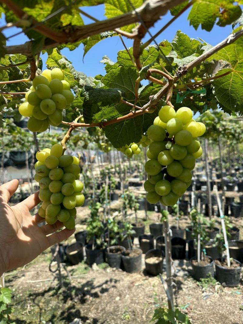 Product Introduction of Cây Nho Mẫu Đơn Shine Muscat Nhật Bản 3