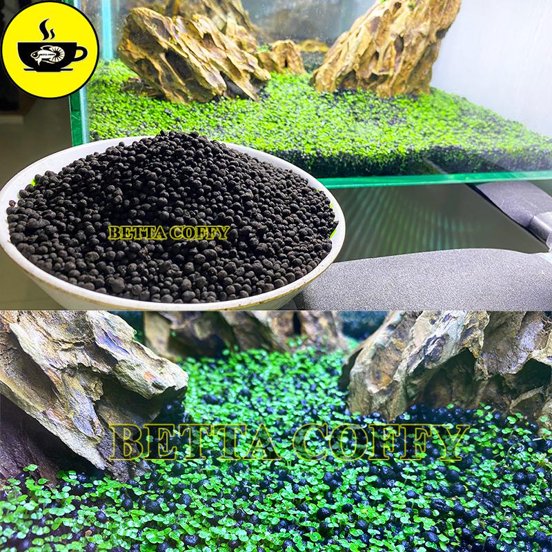 Combo phân nền và hạt giống cây thủy sinh, Hạt giống sen mini đủ màu trang trí bể cá hòn non bộ