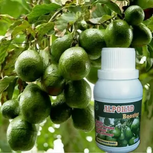 Pupuk Organik Booster Alpukat Perangsang Buah Terbaik Ampuh Agar Cepat Berbuah Lebat Daging Tebal Cegah Rontok