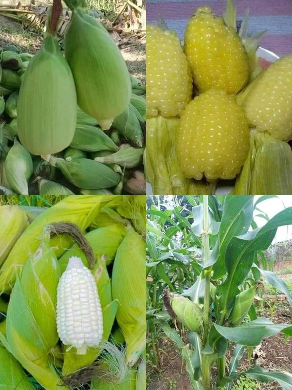 Hạt giống Ngô Nếp Nù Sữa siêu dẻo -ngon,ngọt