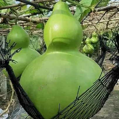 20 Hạt giống bầu hồ lô vừa ăn được vừa làm giàn cho mát gói 20 hạt 2