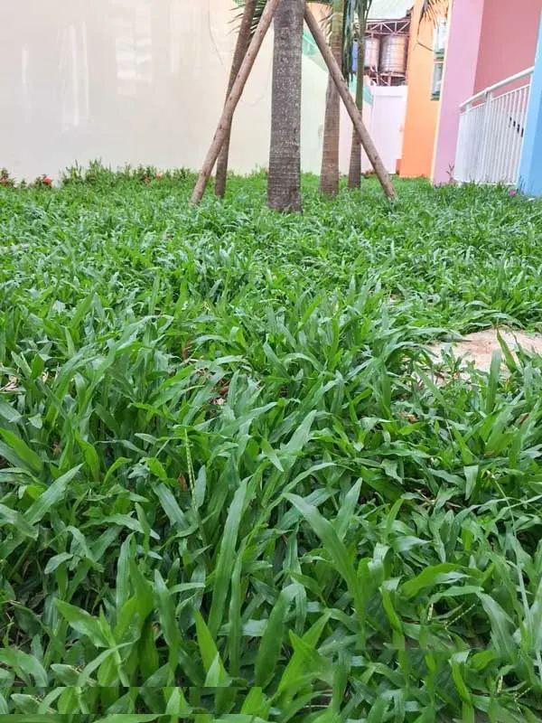 Hạt giống cỏ lá Gừng (cỏ lá Tre) - Gói 100 Hạt 7