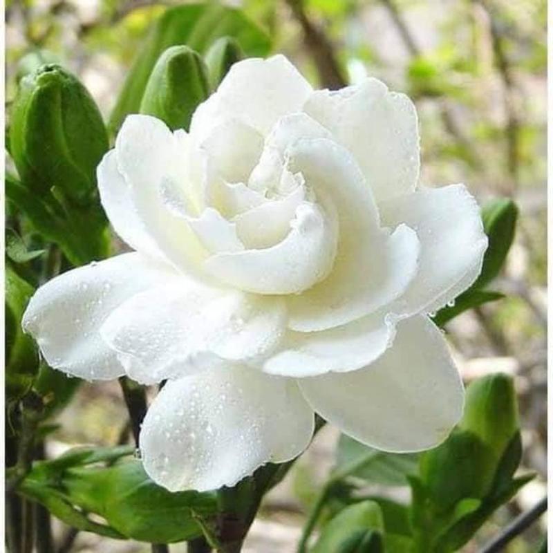 Combo 5Cây bạċh Thiên Hương/ Cao 35-40cm, Tán 30-35cm/ Hoa Thơm, Nở Hoa 4/ Mùa Trồng Sân Vườn, Tiểu Cảnh... cây có mùi thơm để bàn seᵰ nước trồng chậu bonsai bốn phương chậu hoa mẫu đơn đỏ hoa cưới cầm tay bách thủy tiên thủy sinh hạt  giống  ớt