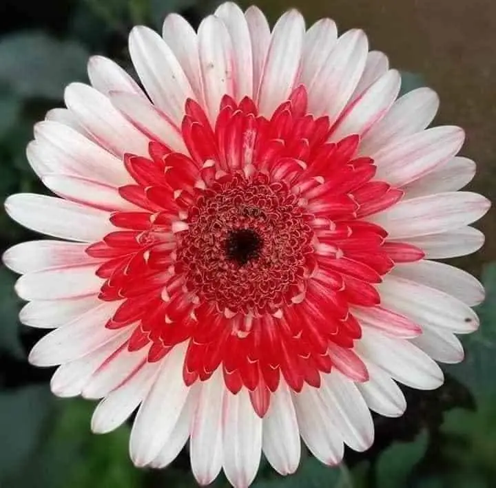 HOA ĐỒNG TIỀN LÙN ( CAO) RỄ TRẦN 4
