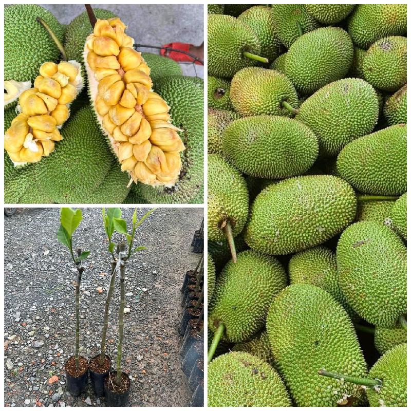 Cây giống mít  tố nữ - cây nhân giống bằng phương pháp tháp bo