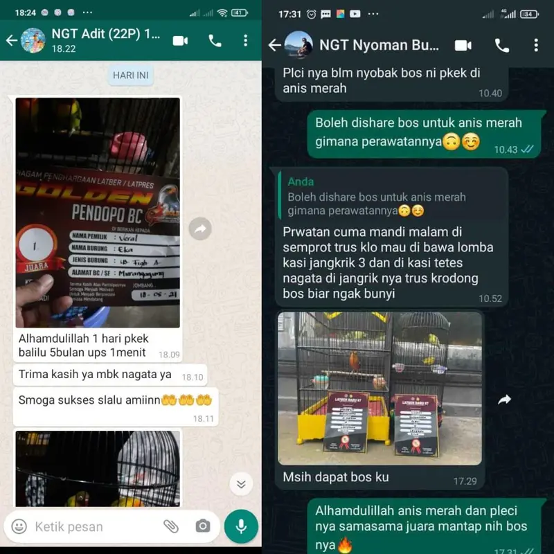 Nagata Juara Vitamin Burung Kicau 1 Botol Penggacor Burung Kicau Di Gantangan 4