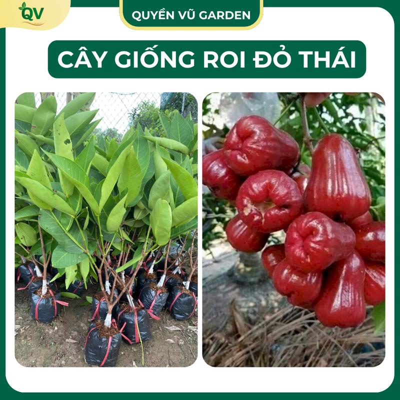 Cây giống roi đỏ mận đỏ Thái Lan Cây khỏe quả to mọng năng suất giá trị kinh tế cao