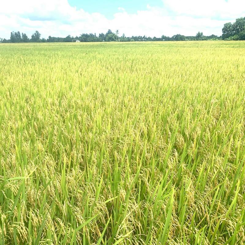 Vô gạo chín chắc to hạt ( Argoplus Organic A) phân  bón lp phân bón hữu cơ sử dụng 2 chai/ ha 3