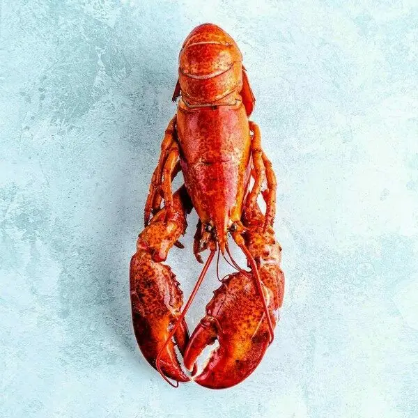 Cooked Lobster