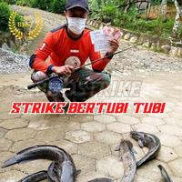 Gambar Essen Galatama Lele Media Kepala Ayam Aroma Dominan Amis Gurih dari Boostrike Kota Tasikmalaya 4 Tokopedia