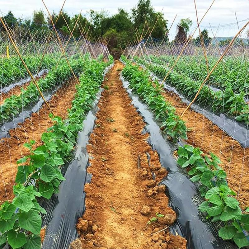 Product Introduction of Plant Climbing Net, 5*15ft Plant Traction Garden Net, Climbing Plant Fruit Vegetable Vine Growing Tent Square Net, Plant Support 0