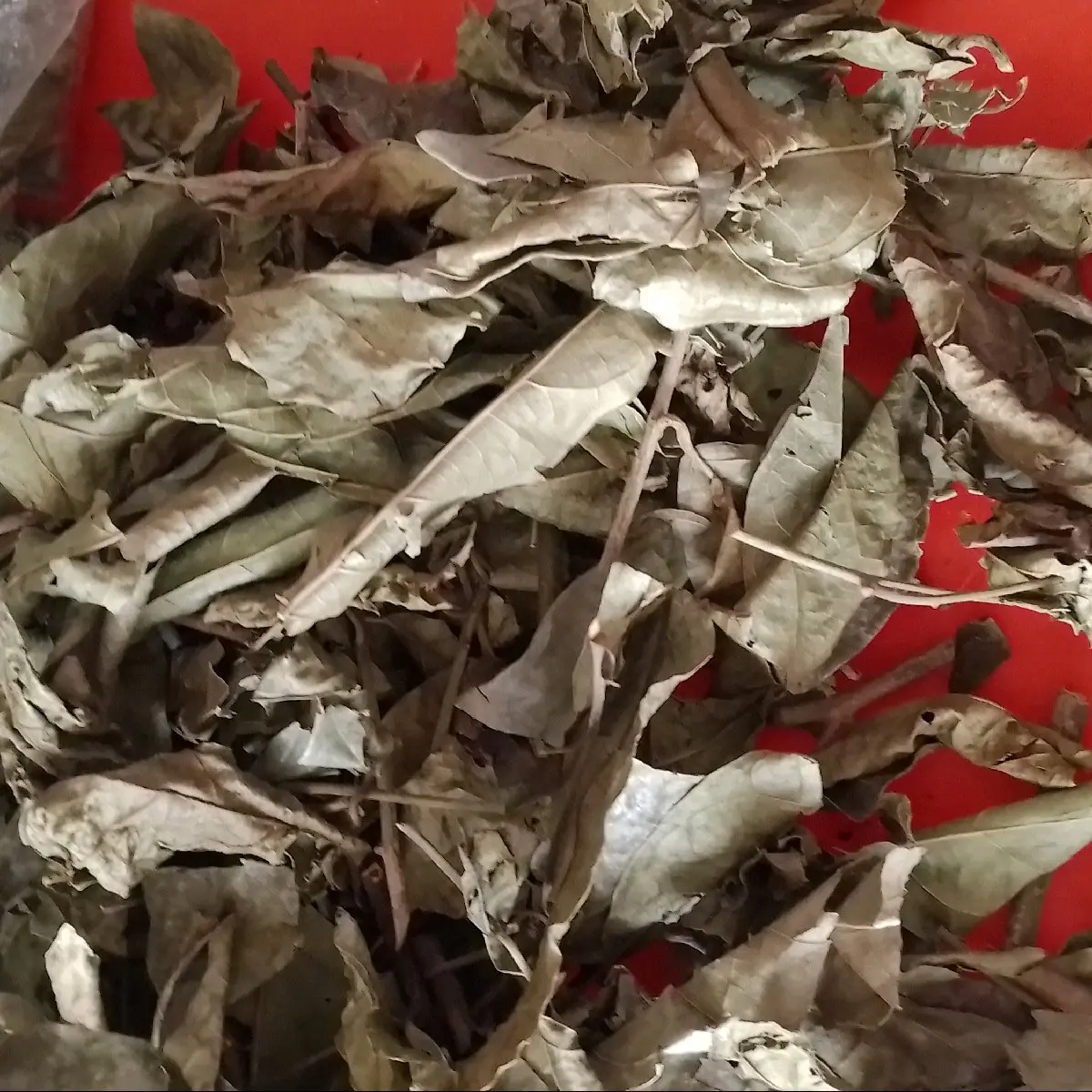 cây xạ đen khô