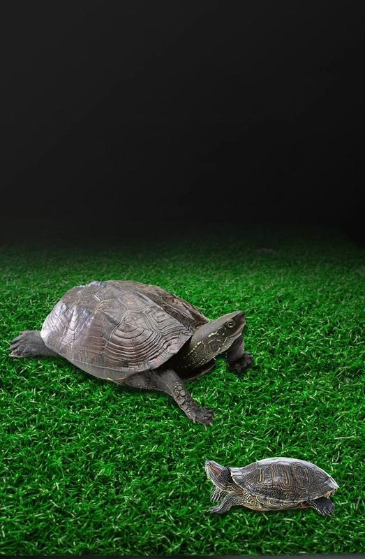 Product Introduction of Turtle Basking Platform Resting Terrace with Fake Turf Tortoise Ramp Fish Tank Aquarium Platform Ladder Lawn Home Decoration 6