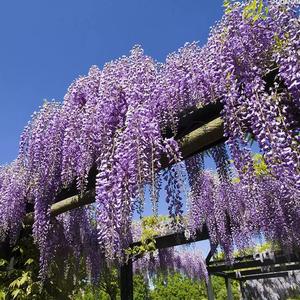 30 granos Semillas de Wisteria Sinensis Glicinia China Trepadora con Racimos de Flores Púrpuras Fácil Cultivo Ideal para Arcos y Rejas Grandes de Jardín