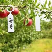 Gambar Vixplorn Label Tanaman Gantung Penanda Nama Anti Air Name Tag Plant Marker Waterproof/Tag Nama Tanaman Tahan Air / Name Tag Pohon - hijau-100pcs dari Vixplorn Kab. Tangerang 5 Tokopedia