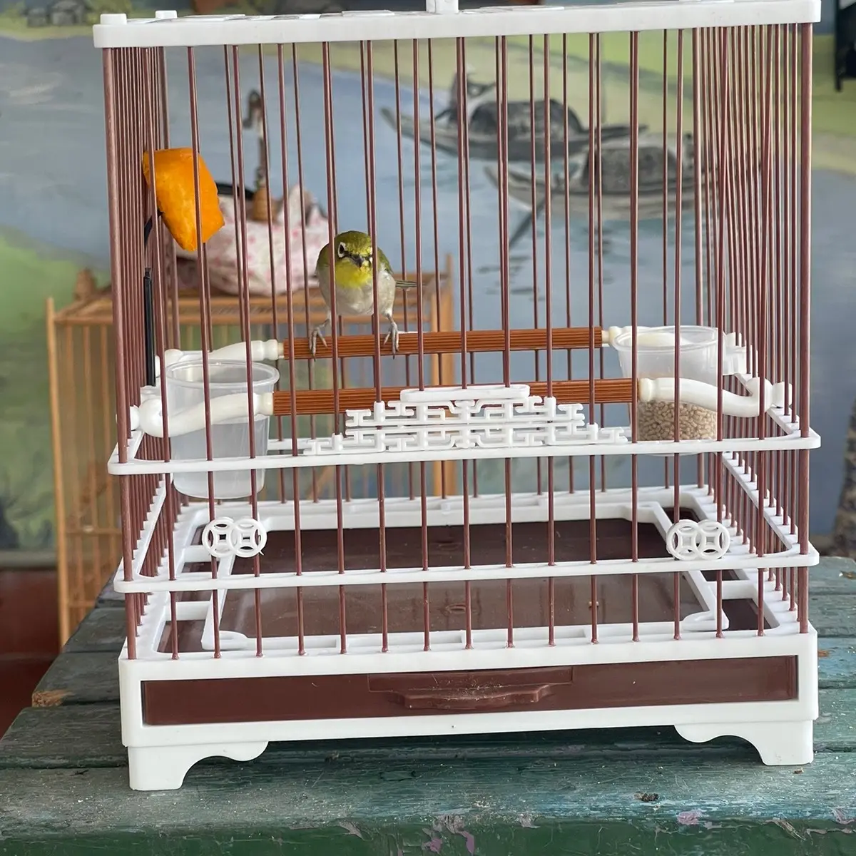 Lồng Nhựa Tầu Ráp Sẵn Chim Khuyên , Hút Mật Nhựa Cao Cấp Kích Thước 21x23cm ( Full Phụ Kiện  - Cầu Cóng - Xiên - Áo Lồng )