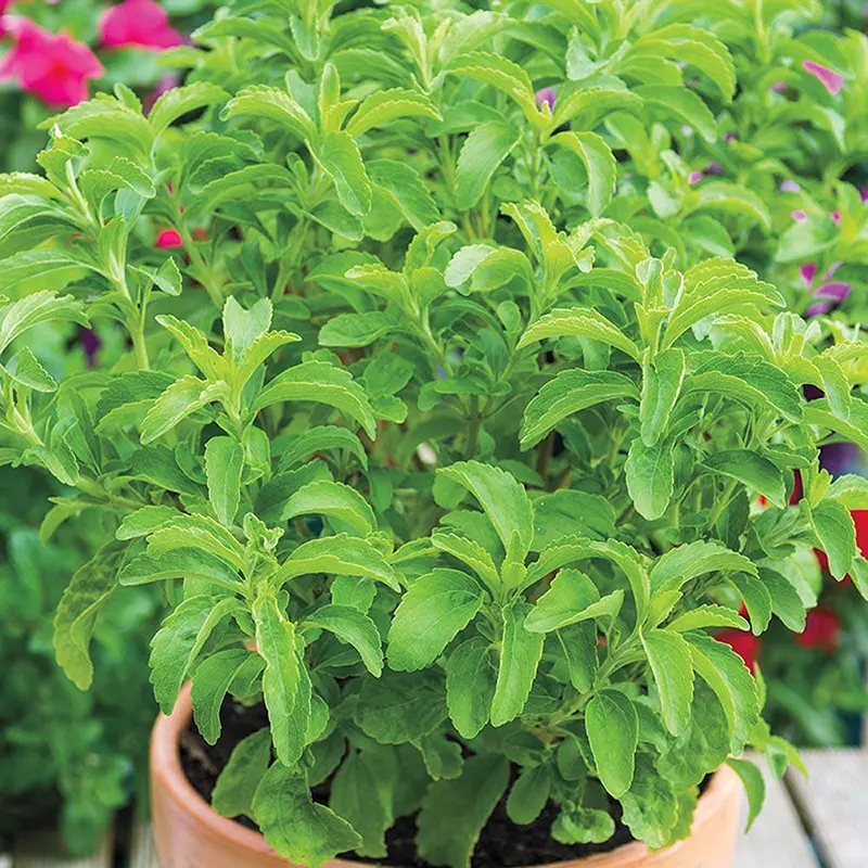 Hạt giống cây cỏ ngọt stevia (5 hạt) - cây dược liệu, tốt cho sức khoẻ 7
