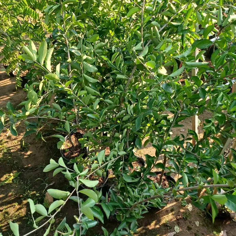 CÂY SƠ RY (CÂY GIỐNG SƠ RY NGỌT ) 4