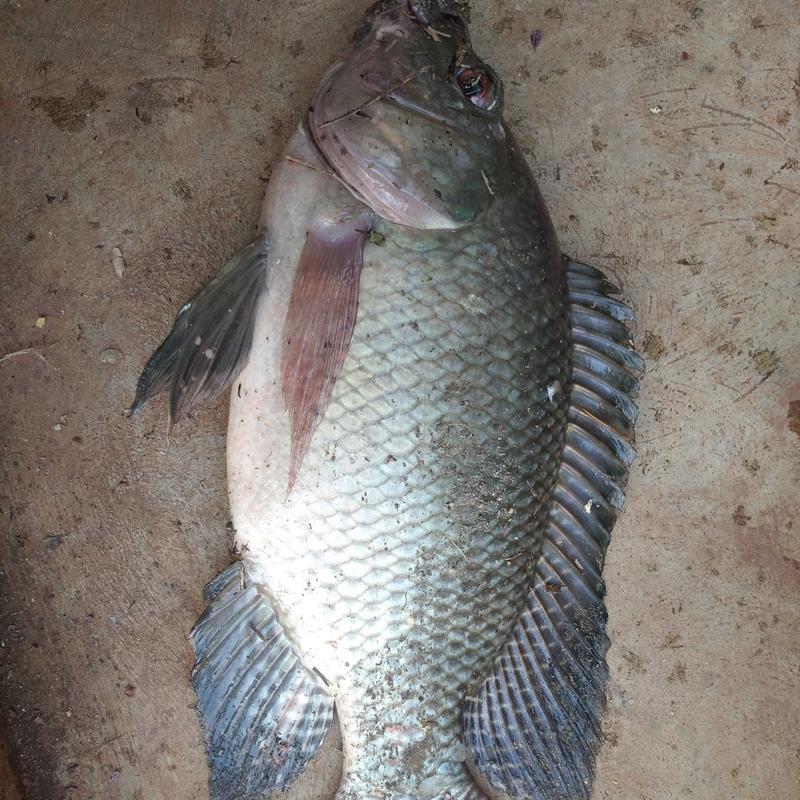 hạt sả rô phi vị gan chuyên dùng xả ổ câu cá rô phi siêu quấn ổ Đi Câu Bắt Cá Fishing Fish 4