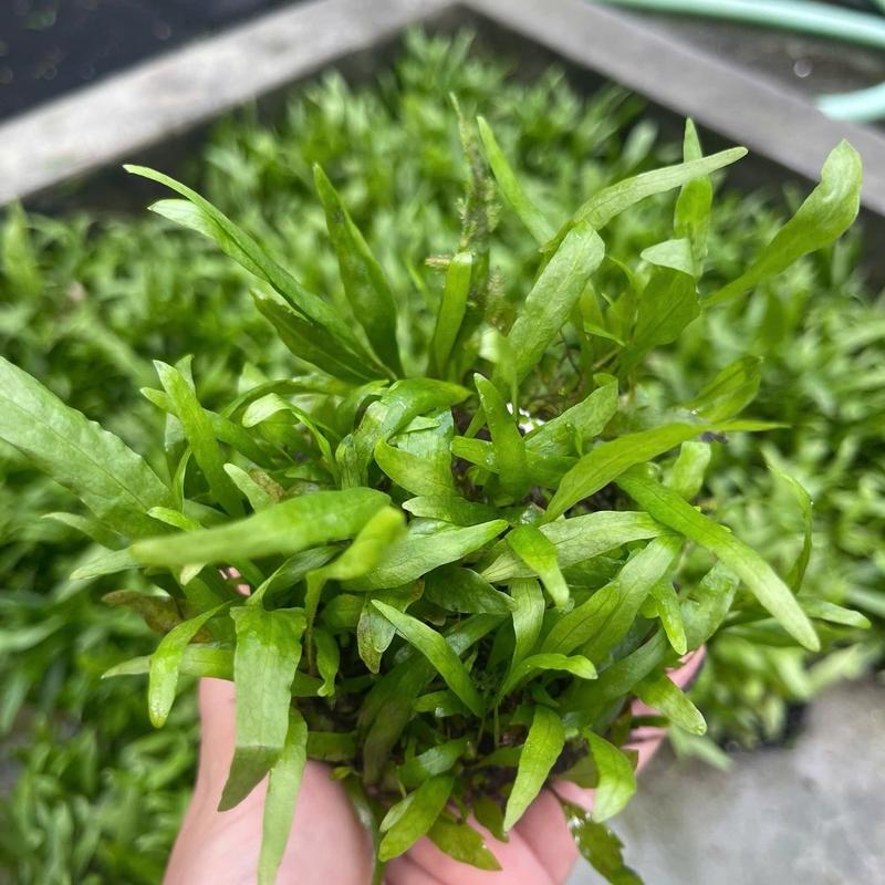 cây thuỷ sinh ráy lưỡi hổ , ráy lá dài mini , ráy lá xanh , ráy lưỡi hổ cẩn thạch gắn giá thể , ráy nana nhăn , dương sỉ mĩ nhân, ráy lá tròn , ráy nana nhiều ngọn dùng để trang trí bể cá cảnh bể thuỷ sinh .