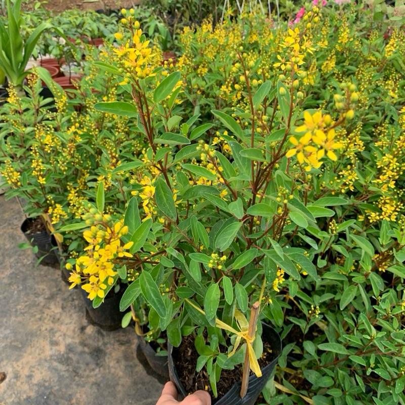 Chậu hoa kim đồng (Galphimia gracillis) - kim đồng vàng 1