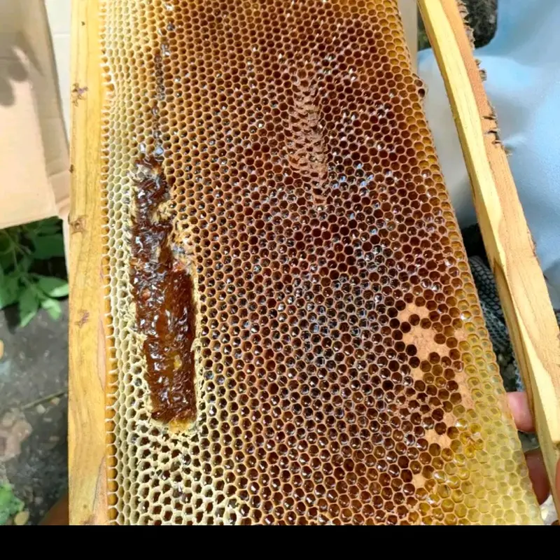 madu sarang asli 250 gram organik alami Rendah gula honey herbal Asam Manis Kental 6