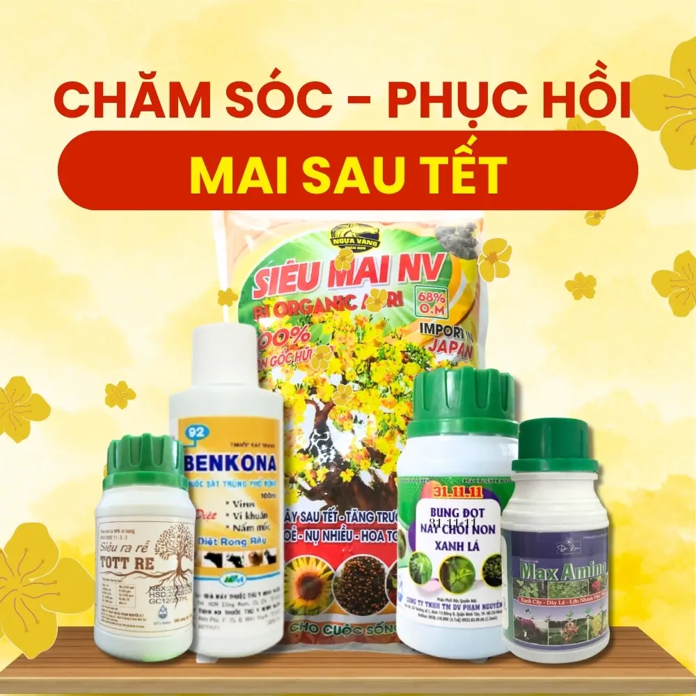 Bộ Phân Bón Chăm Sóc Mai Sau Tết Và Phục Hồi Mai Sau Tết