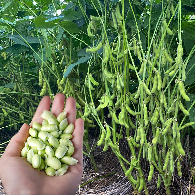 Product Introduction of [Easy to grow in Philippines] Edamame Seeds for Planting (30 Seeds) Japanese Edamame Beans Seeds Green Soybean Seeds Vegetable Seeds for planting Vegetables Bonsai Vegetables Seeds for Pot Gardening Potted Live Plants for Sale Real Plants buto ng halaman 28