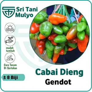 8 Benih Sayuran Cabai Gendot  Berkualitas dan Unggulan Cabe Dieng - Sri Tani Mulyo