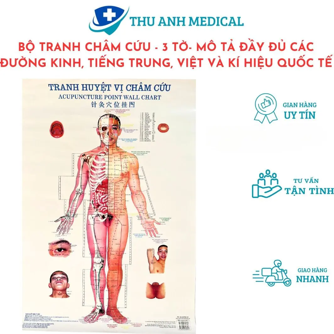 BỘ TRANH CHÂM CỨU 3 TỜ - KÍCH THƯỚC 50CM X 70CM/ TỜ - CHÚ THÍCH RÕ RÀNG