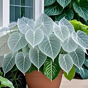 500 granos Semillas de Caladio Modelo Numero H1 Alta Germinación Fácil Cultivo Ideal para Decoración Estilizada y Espacios Conectados a la Naturaleza