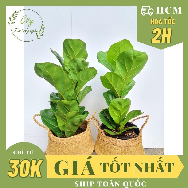 CÂY BÀNG SINGAPORE MINI ,(cao 20-25cm), cây phong thuỷ, cây để bàn mini, GIÁ RẺ, lọc không khí, Cây Tươi Nguyên