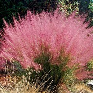 Semillas de Pasto Nebulosa Rosa,100 Granos,Muhlenbergia capillaris,Nubes Algodonosas Rosadas,Para Transformación Otoñal del Paisaje