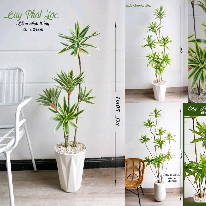 Cây Phát Lộc nhân tạo trang trí nhà cửa, spa, quán cafe, hommestay decor trang tri nhà cửa Decor Phòng thần tài