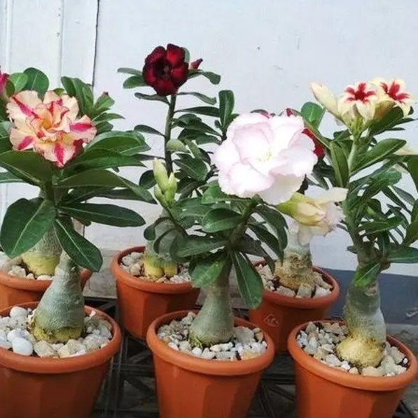 ( BISA COD ) PROMO! Tanaman Bunga Adenium Kamboja Jepang Bunga Tumpuk Tanaman Hias Adenium Kemboja Jepang Bunga Hias Cambodja Jepang Pohon Adenium Bunga Kambodja Jepang Media Plastik Pot  Jam Meja 0
